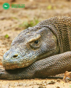 Komodo liveaboard 3 days 2 nights ,2 days 1 night